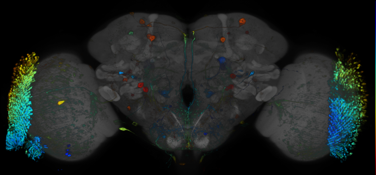 JRC_R92E07 GAL4 in the adult brain