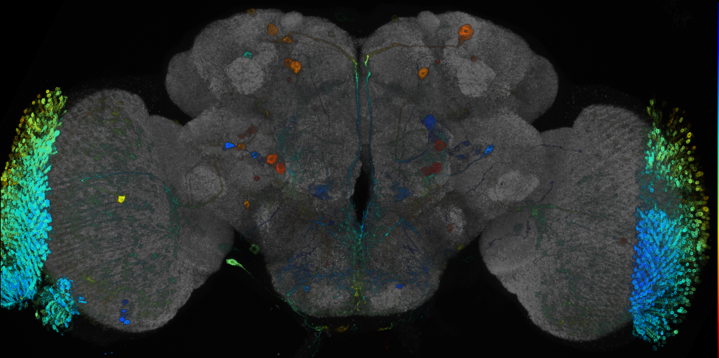 JRC_R92E07 GAL4 in the adult brain