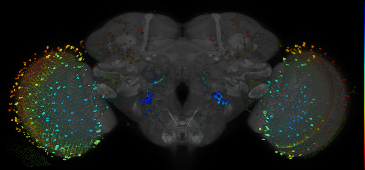 P{GMR59A10-GAL4} expression pattern