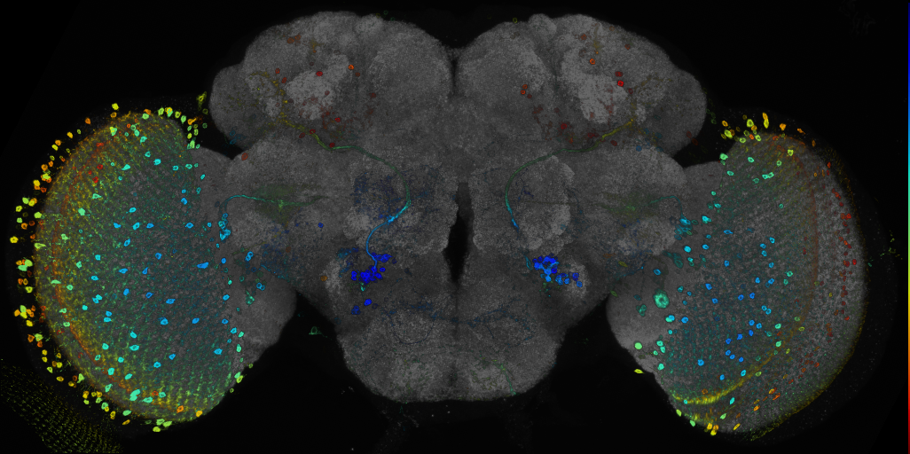 P{GMR59A10-GAL4} expression pattern