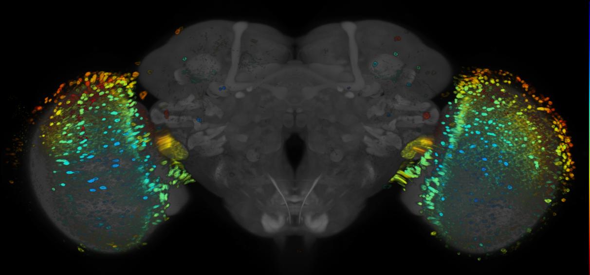 JRC_R49D11 GAL4 in the adult brain