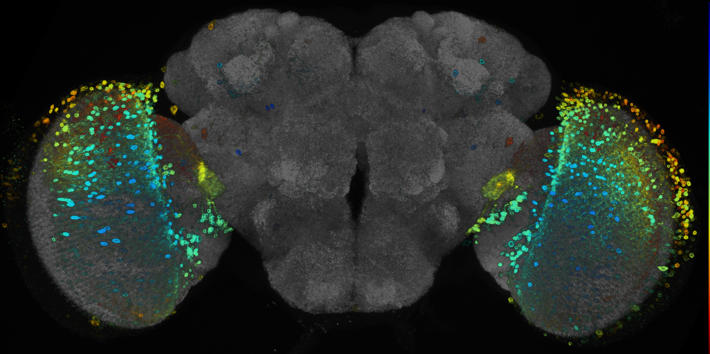 JRC_R49D11 GAL4 in the adult brain