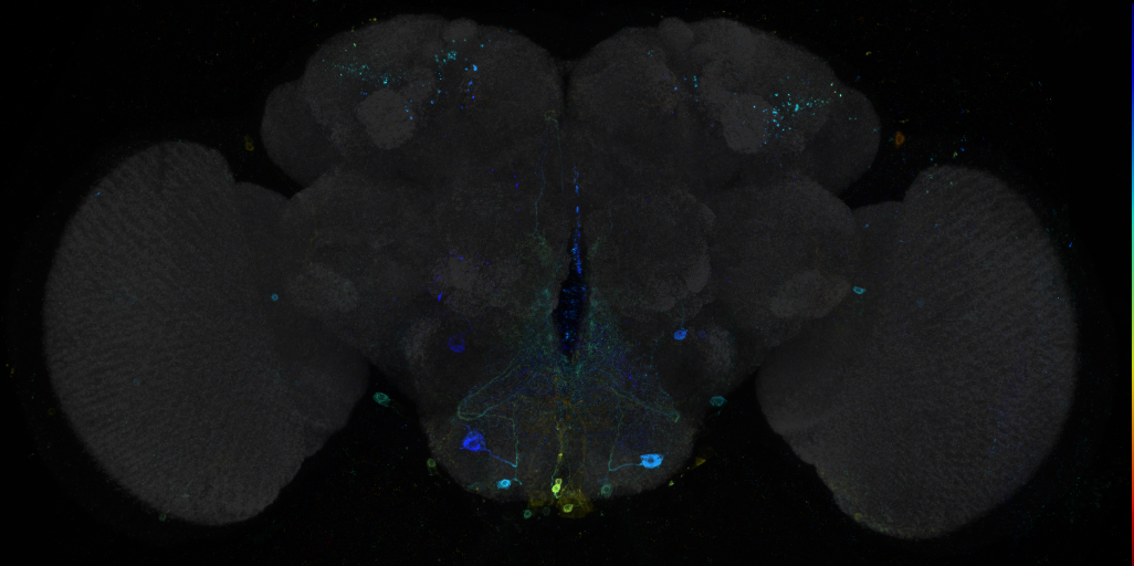 JRC_R93G11 GAL4 in the adult brain