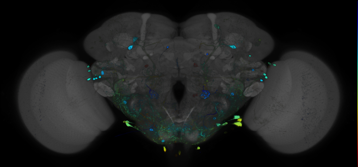 P{GMR47D05-GAL4} expression pattern