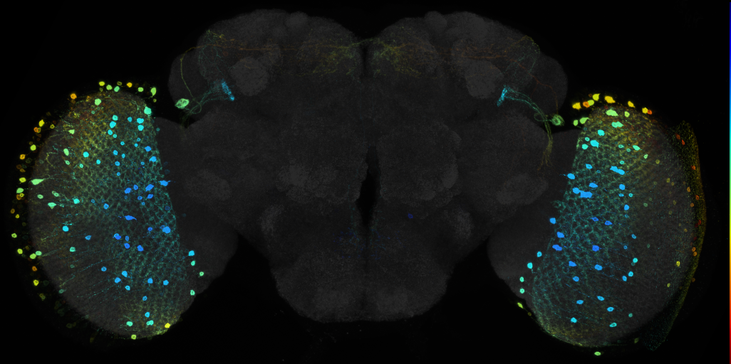 JRC_R15C11 GAL4 in the adult brain