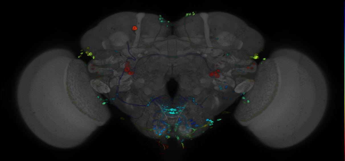 P{GMR24D12-GAL4} expression pattern