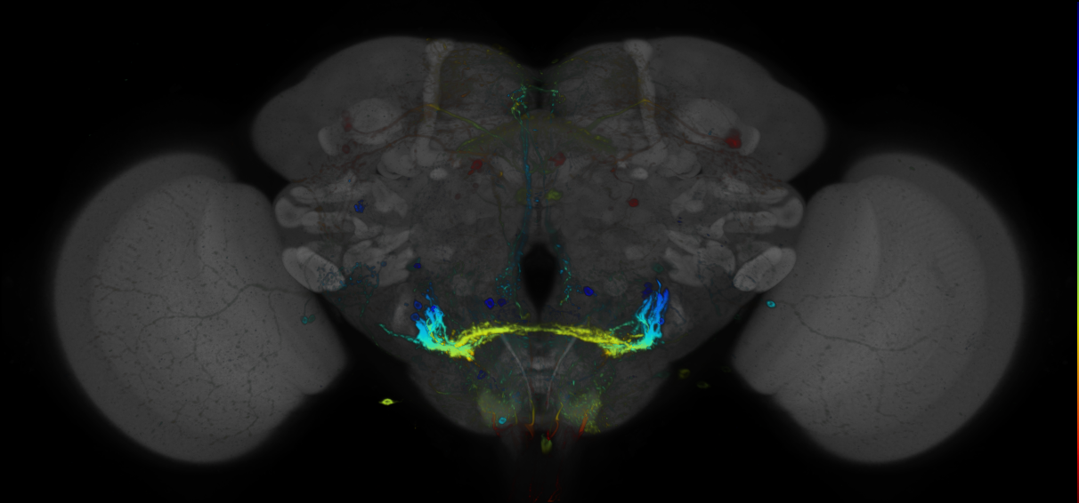 JRC_R48A03 GAL4 in the adult brain