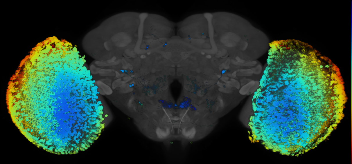 P{GMR71D01-GAL4} expression pattern