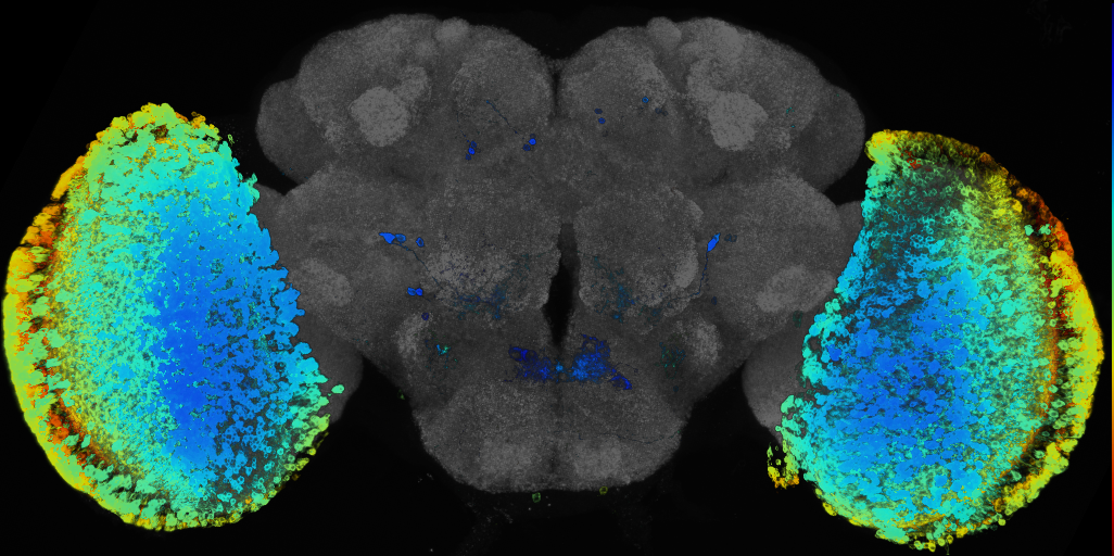 P{GMR71D01-GAL4} expression pattern
