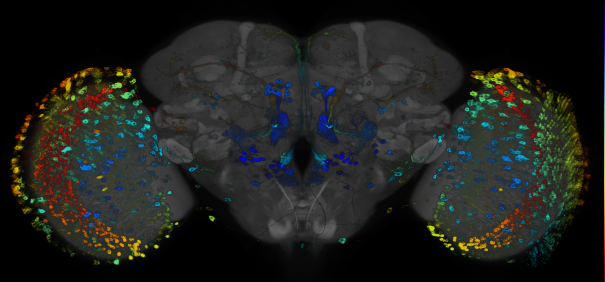 P{GMR65B08-GAL4} expression pattern