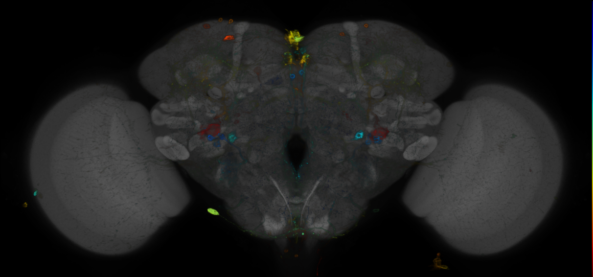 JRC_R64B05 GAL4 in the adult brain