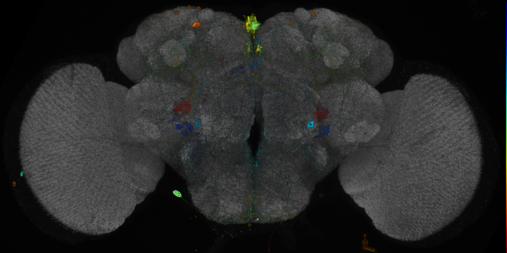 JRC_R64B05 GAL4 in the adult brain