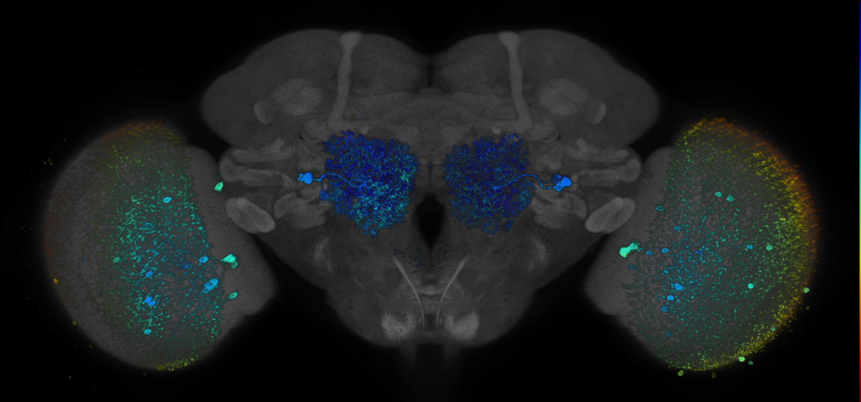 JRC_R41F01 GAL4 in the adult brain