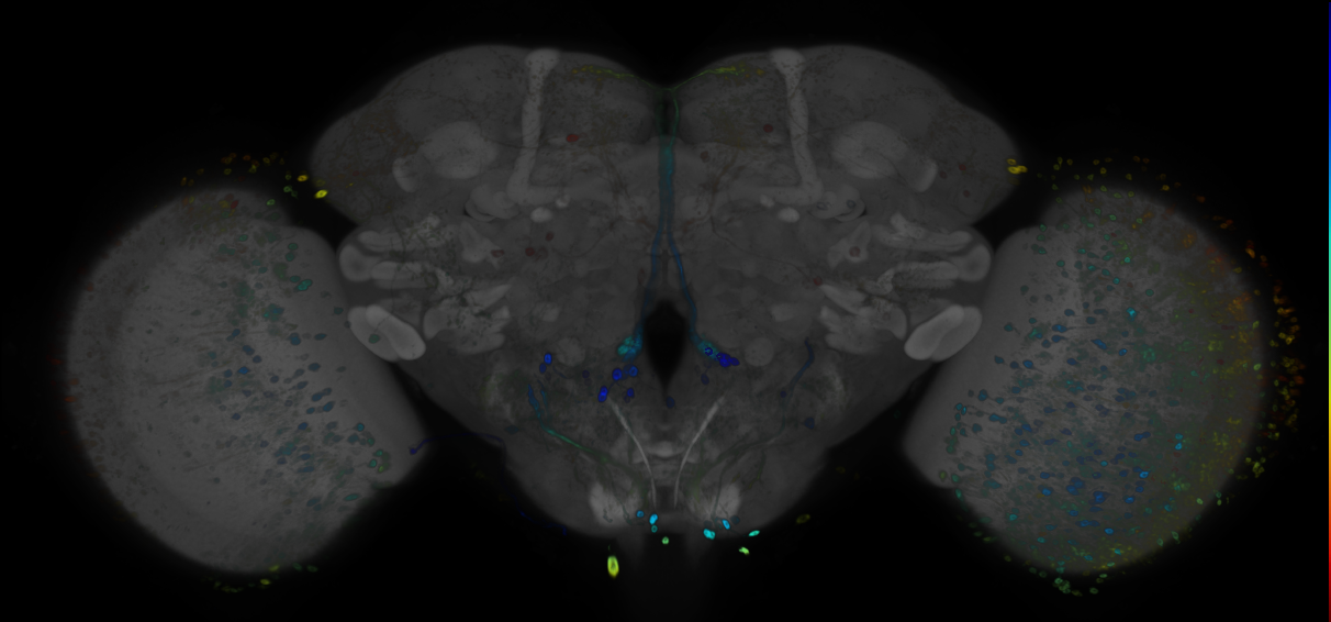 JRC_R91B11 GAL4 in the adult brain