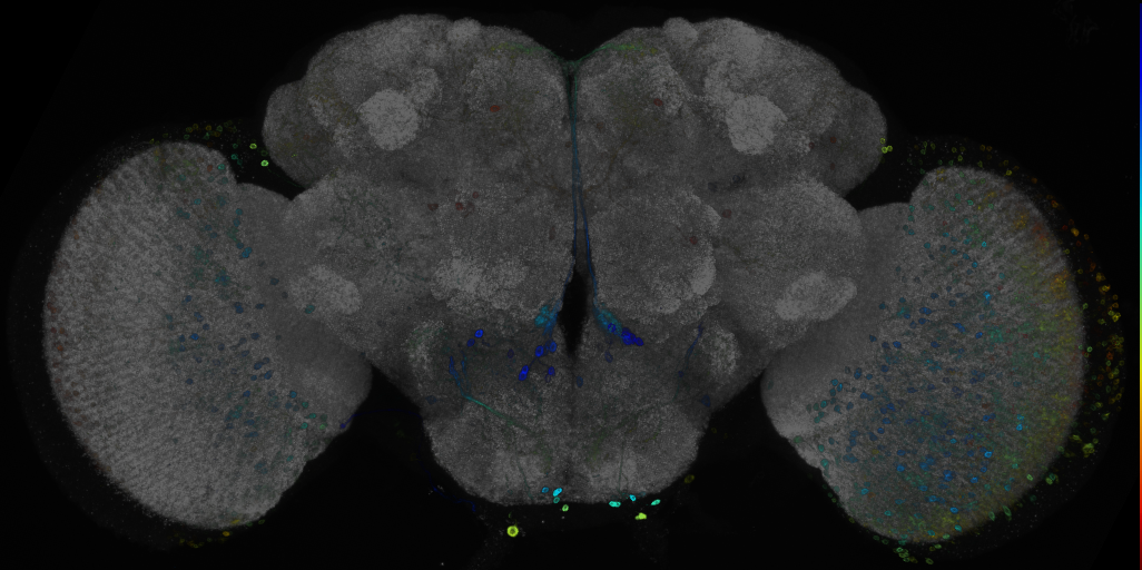 JRC_R91B11 GAL4 in the adult brain