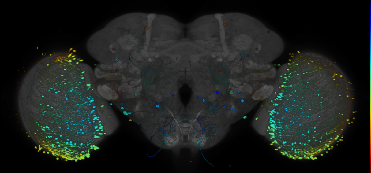 P{GMR92D08-GAL4} expression pattern