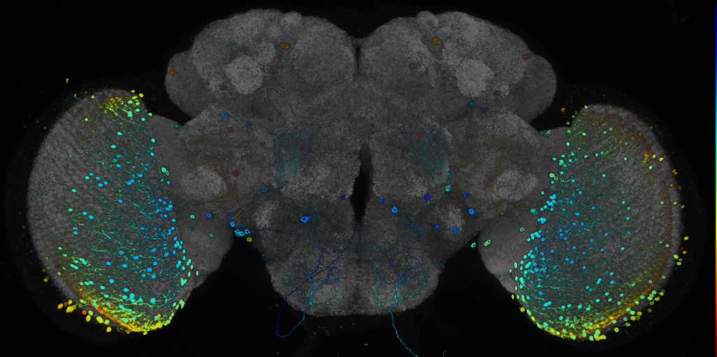 P{GMR92D08-GAL4} expression pattern
