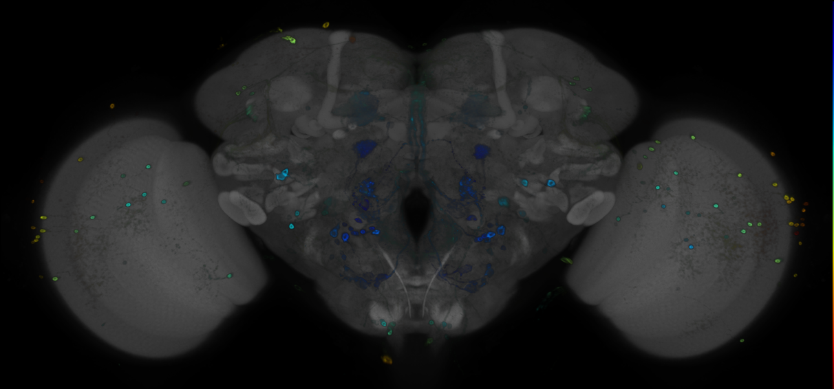 JRC_R47F11 GAL4 in the adult brain