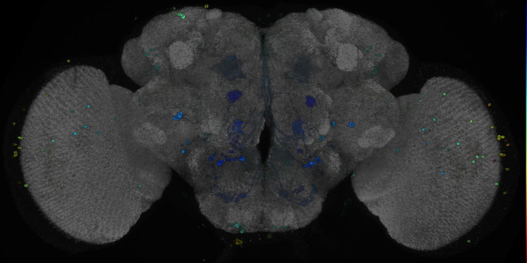 JRC_R47F11 GAL4 in the adult brain