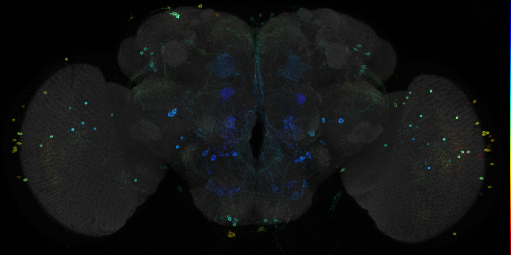 JRC_R47F11 GAL4 in the adult brain