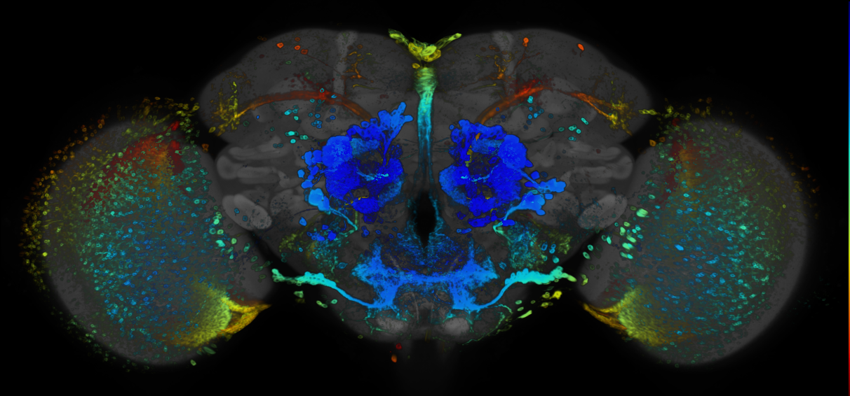 P{GMR48H12-GAL4} expression pattern