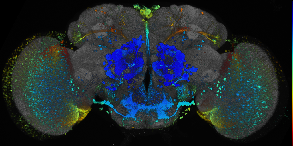 P{GMR48H12-GAL4} expression pattern