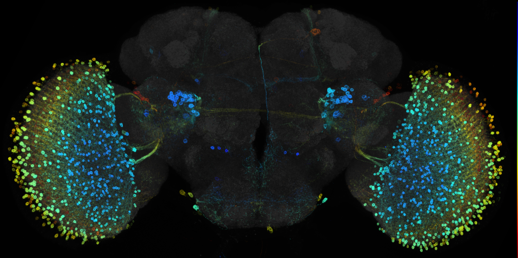 JRC_R48F12 GAL4 in the adult brain