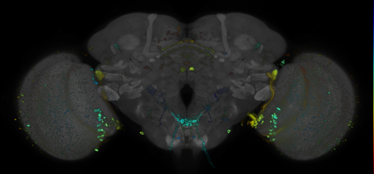 JRC_R59E04 GAL4 in the adult brain