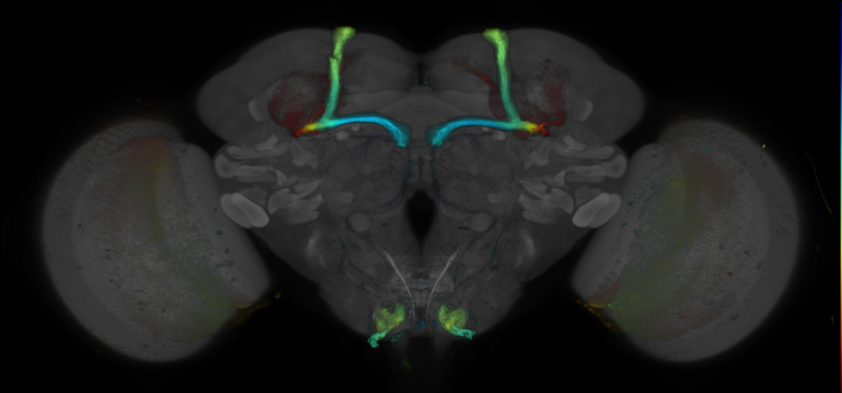 P{GMR80H09-GAL4} expression pattern