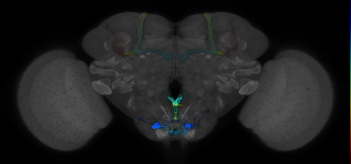 P{GMR84H03-GAL4} expression pattern