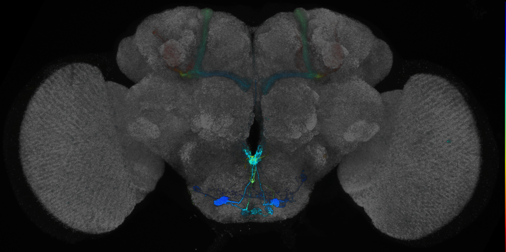 P{GMR84H03-GAL4} expression pattern