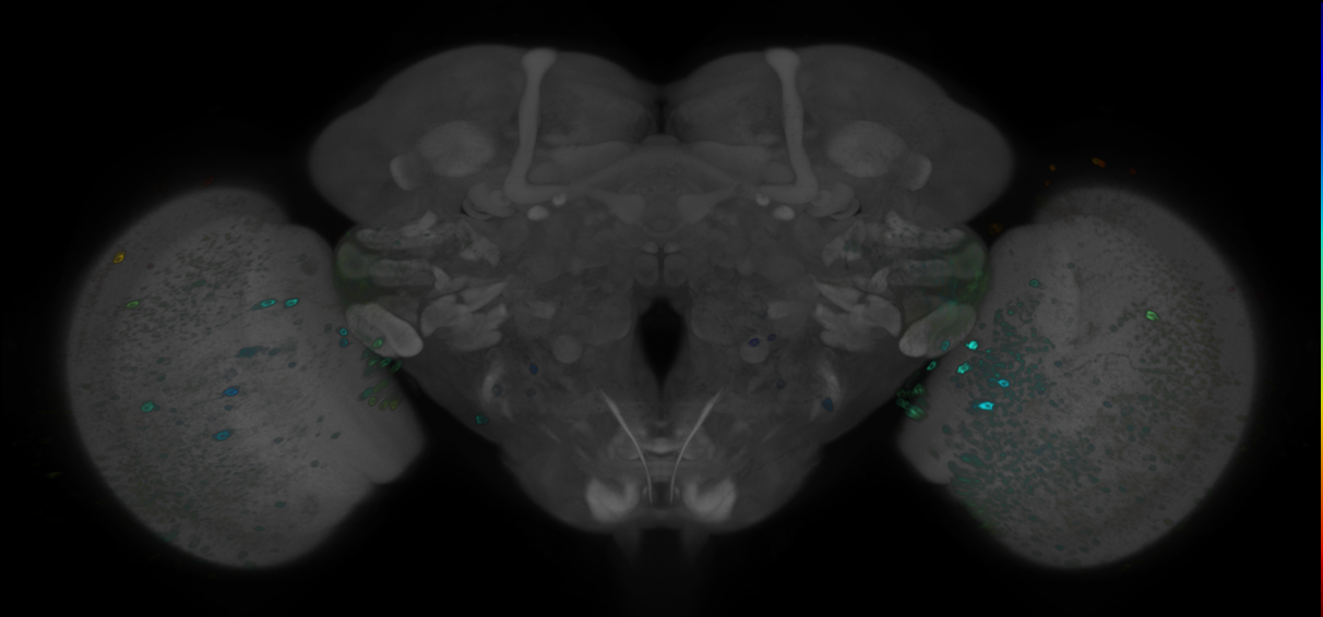 JRC_R47E10 GAL4 in the adult brain