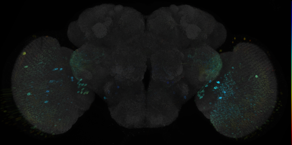 JRC_R47E10 GAL4 in the adult brain
