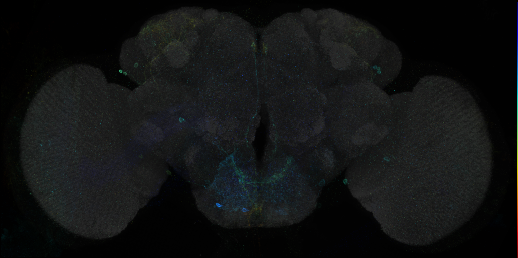 JRC_R44H02 GAL4 in the adult brain