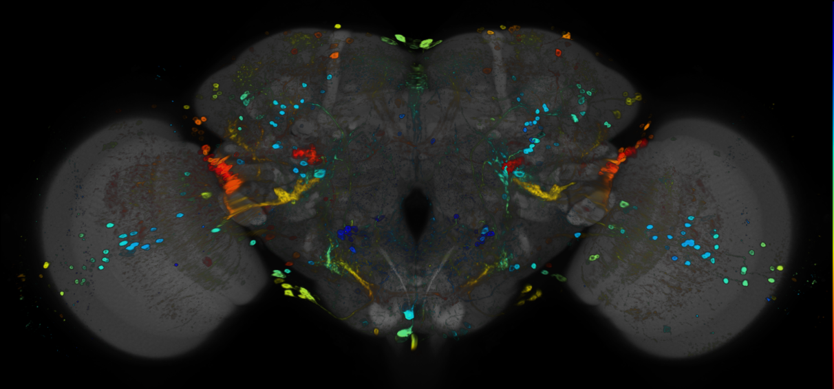 JRC_R26H04 GAL4 in the adult brain
