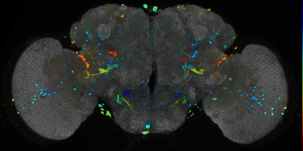JRC_R26H04 GAL4 in the adult brain