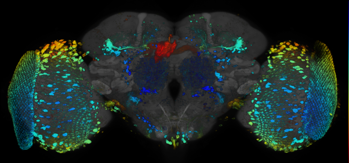 JRC_R91G10 GAL4 in the adult brain