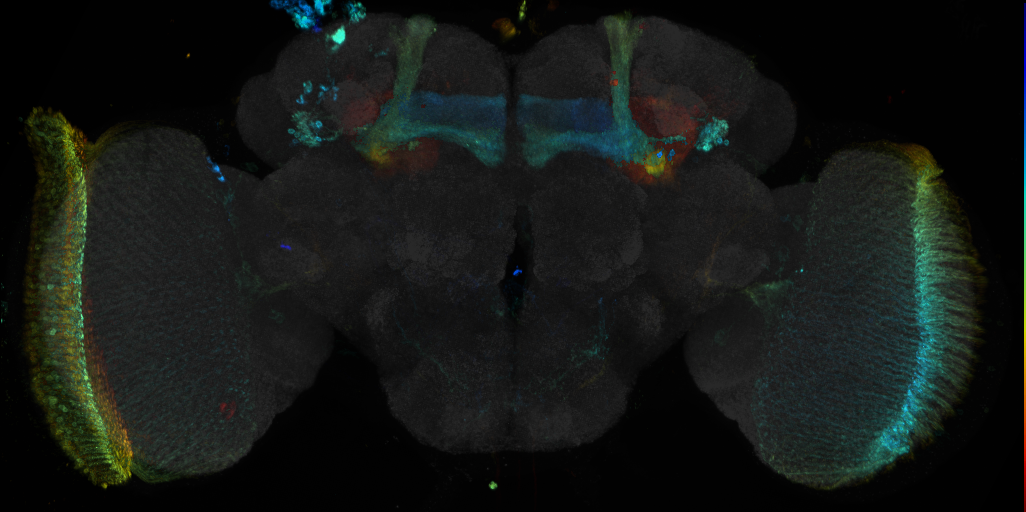 JRC_R58G02 GAL4 in the adult brain