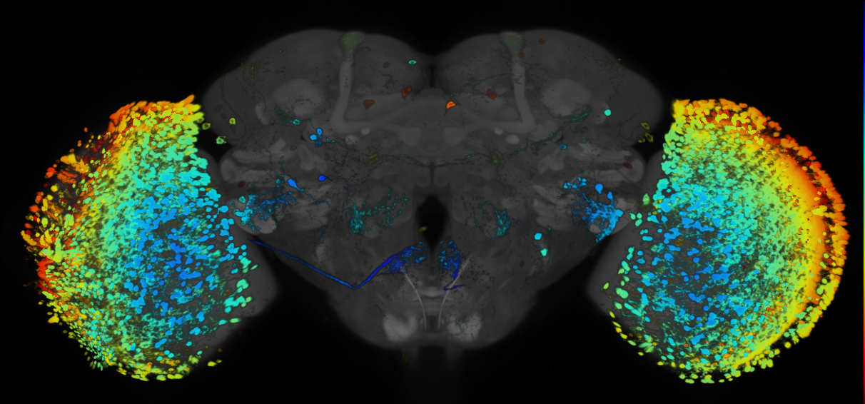 P{GMR38B05-GAL4} expression pattern