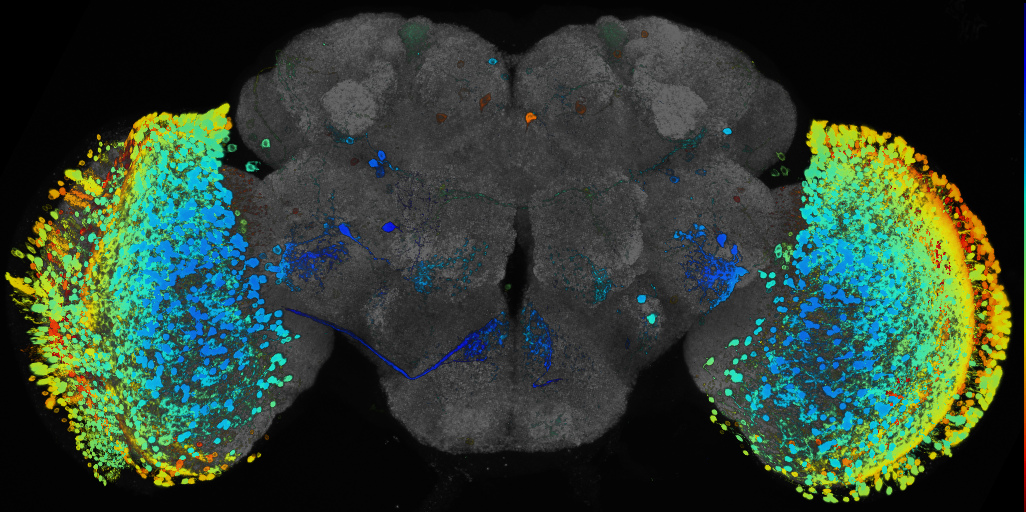 P{GMR38B05-GAL4} expression pattern