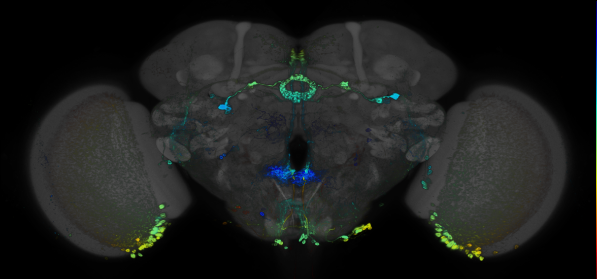 P{GMR81C11-GAL4} expression pattern