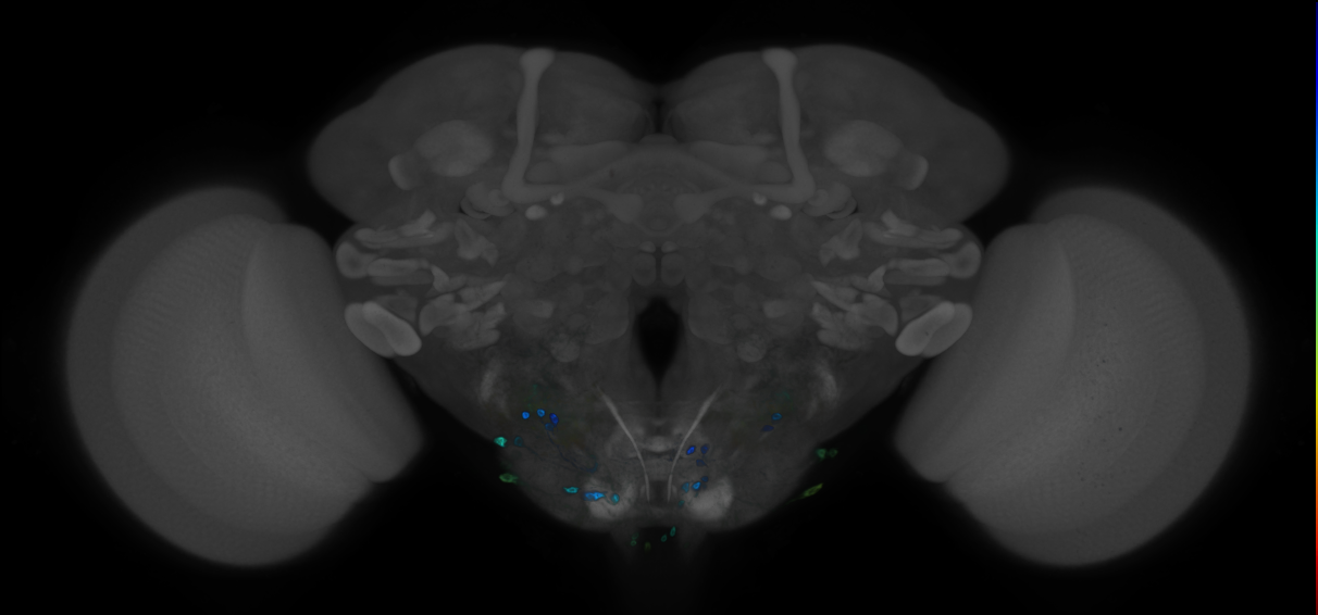 P{GMR72D08-GAL4} expression pattern