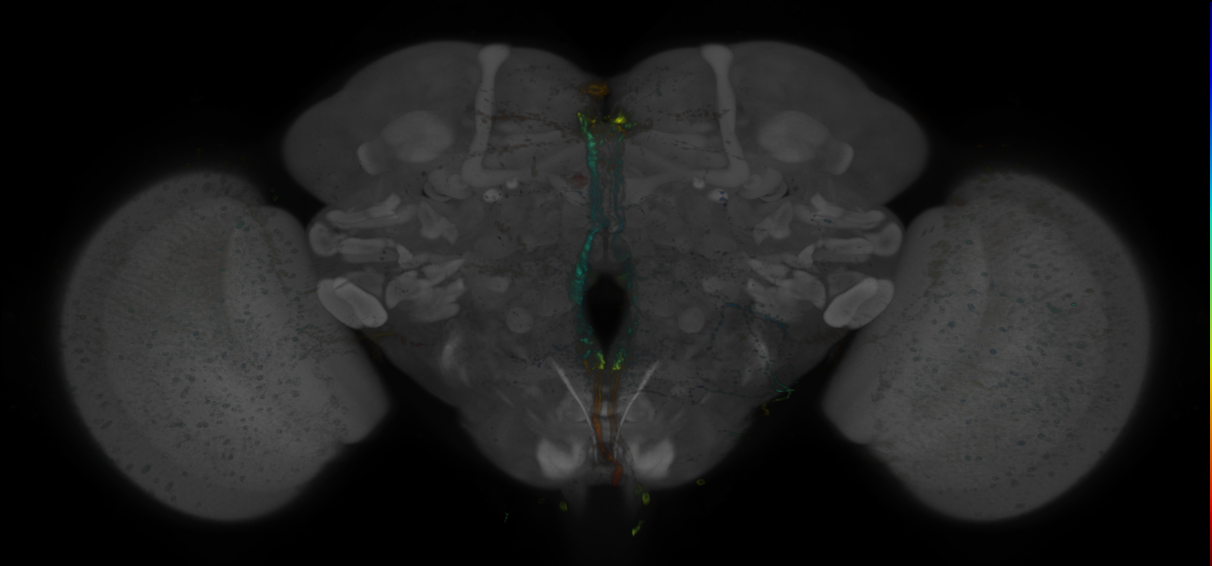 P{GMR28E10-GAL4} expression pattern