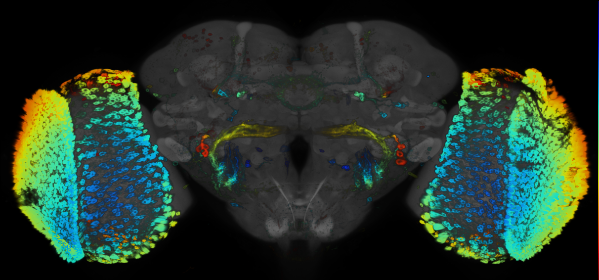 JRC_R26F06 GAL4 in the adult brain