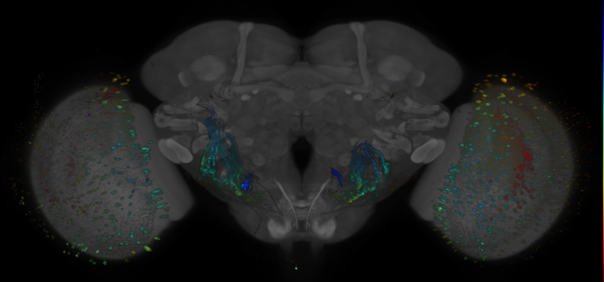 P{GMR53E08-GAL4} expression pattern