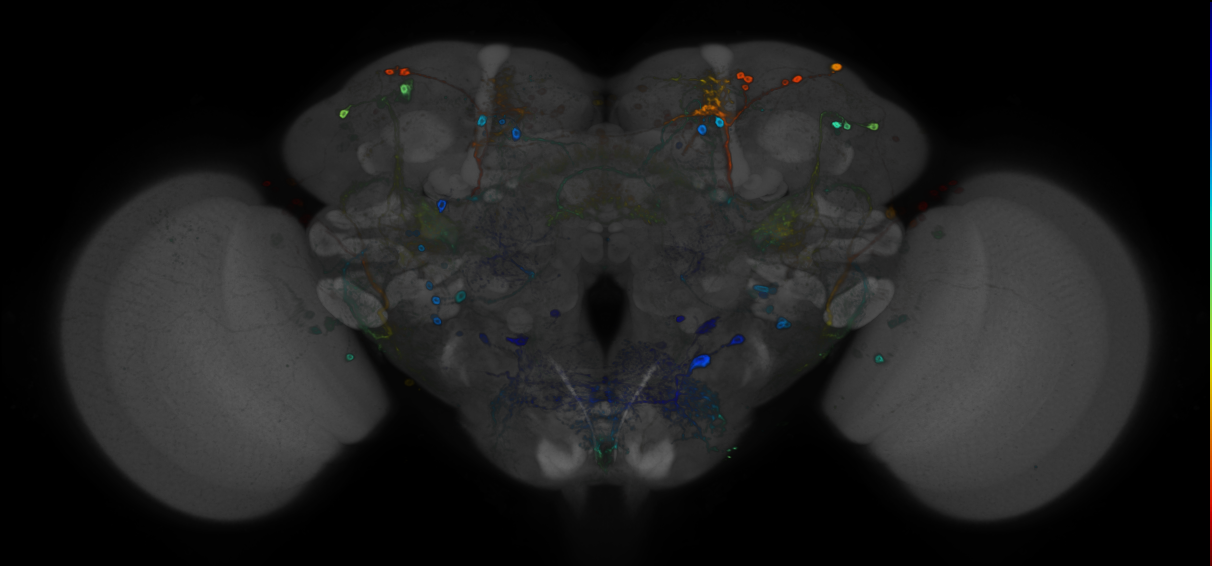 JRC_R53G06 GAL4 in the adult brain