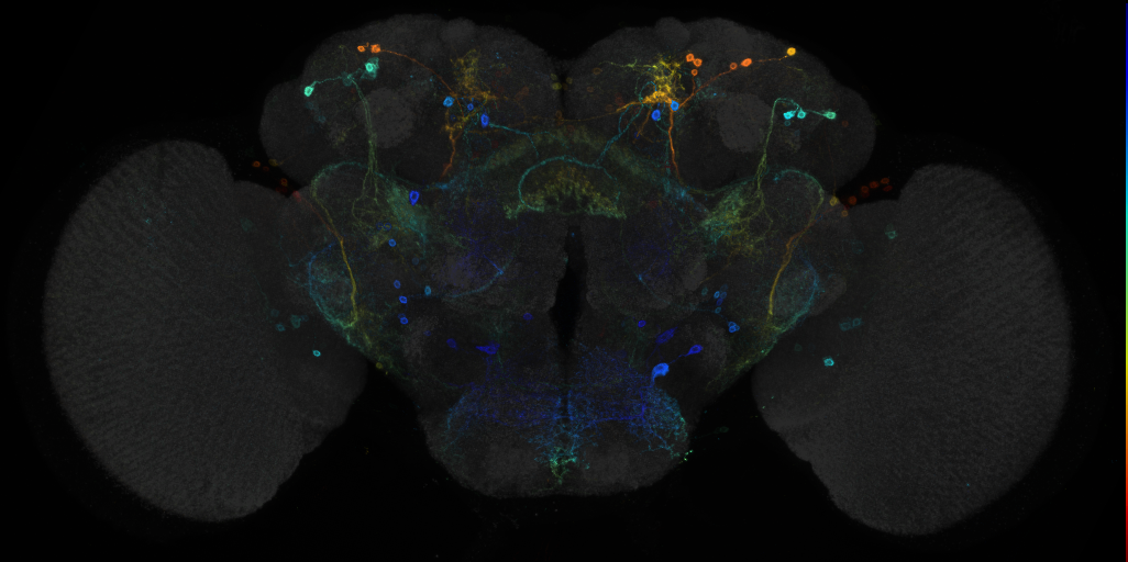 JRC_R53G06 GAL4 in the adult brain
