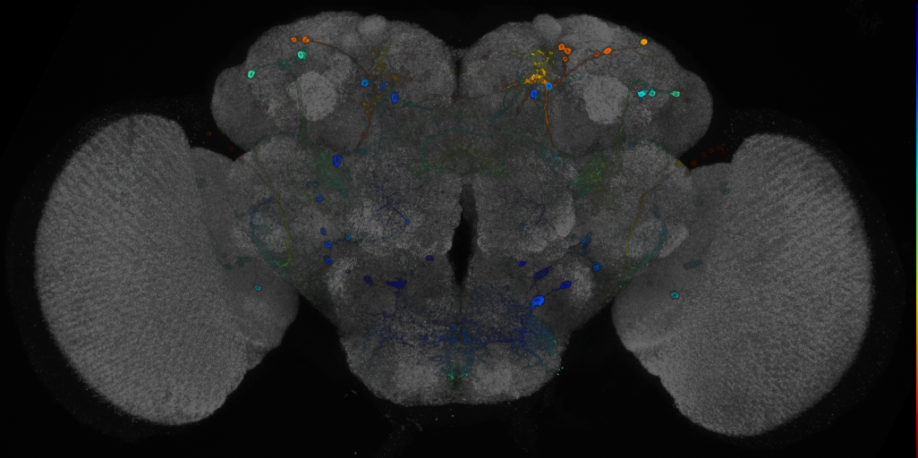 JRC_R53G06 GAL4 in the adult brain