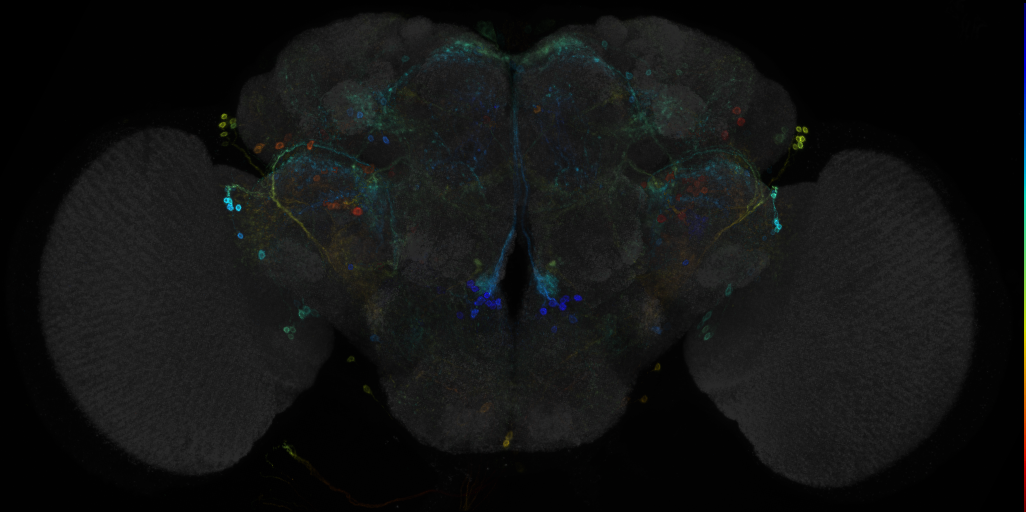 JRC_R22H12 GAL4 in the adult brain