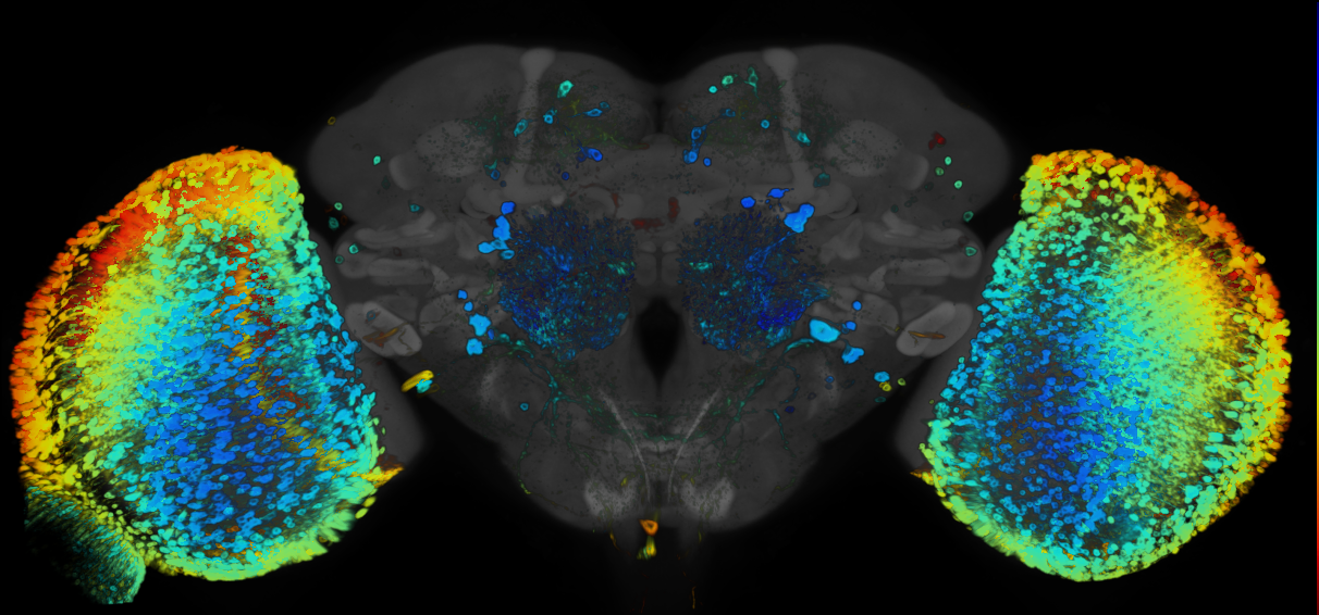 P{GMR32C05-GAL4} expression pattern